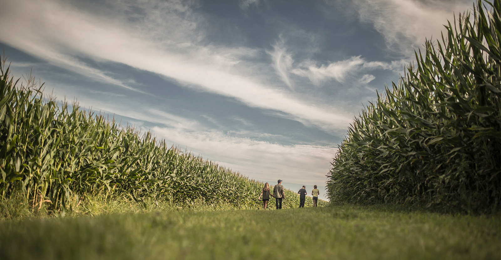 Family walking along the corn field