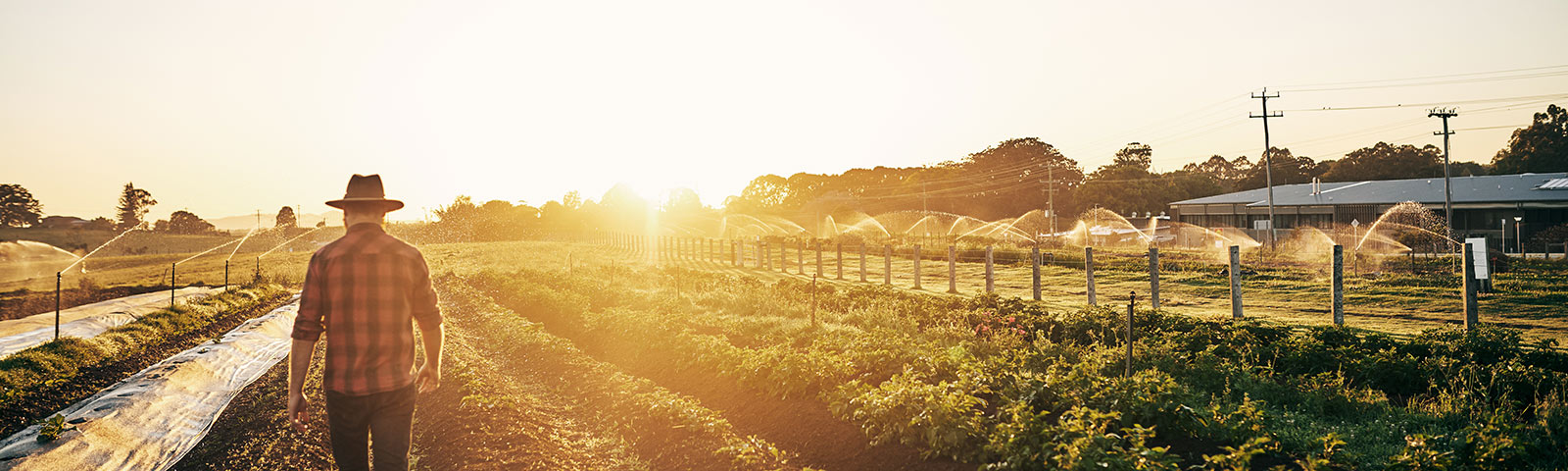 Farmer and crops