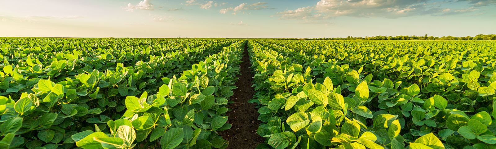 Field of crops