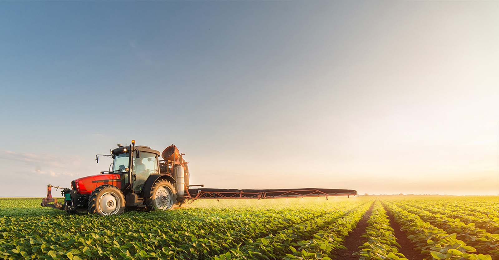 a red tractor plowing in a rows of soybean plants